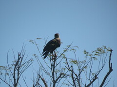Caracara plancus