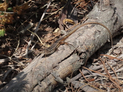 Psammodromus algirus
