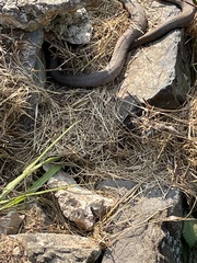 Nerodia sipedon sipedon