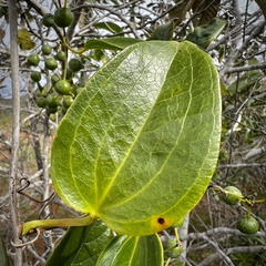Smilax neocaledonica