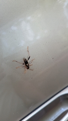 Neoclytus mucronatus