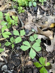 Anemonoides quinquefolia