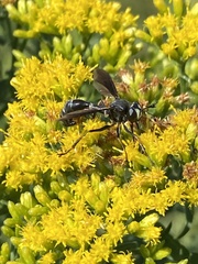 Physocephala tibialis