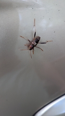 Neoclytus mucronatus