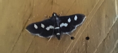 Desmia maculalis