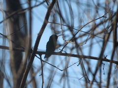 Chlorostilbon lucidus