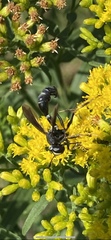 Physocephala tibialis