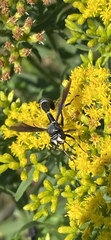 Physocephala tibialis
