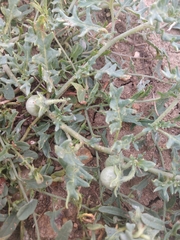 Solanum triflorum