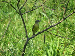 Machetornis rixosa