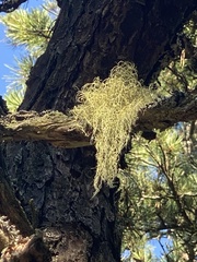 Usnea subfloridana