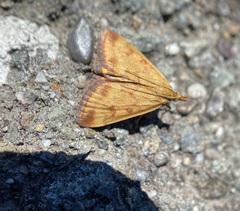 Pyrausta