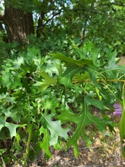 Quercus shumardii