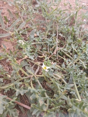 Solanum triflorum