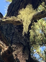 Usnea subfloridana
