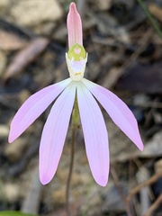 Caladenia catenata