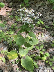 Eurybia
