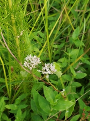 Mikania scandens