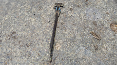 Argia alberta