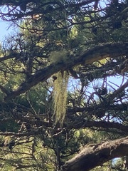 Usnea subfloridana