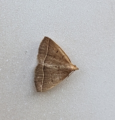 Zanclognatha jacchusalis