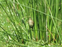 Hymenops perspicillatus