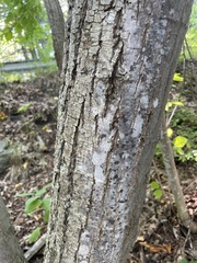 Quercus rubra