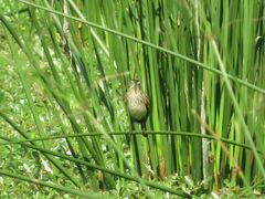 Hymenops perspicillatus