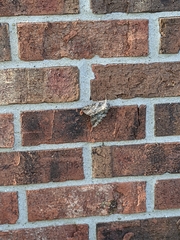 Noctuoidea
