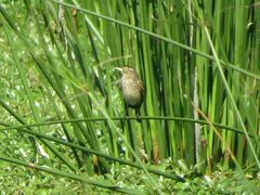 Hymenops perspicillatus