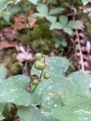 Maianthemum dilatatum