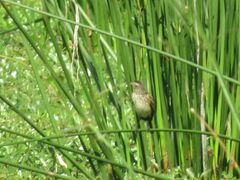 Hymenops perspicillatus