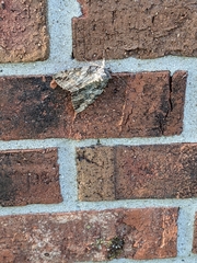 Noctuoidea