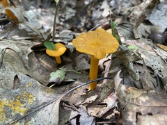 Craterellus ignicolor