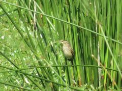 Hymenops perspicillatus