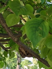 Noctuoidea