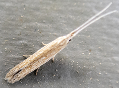 Coleophora
