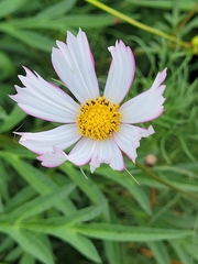Cosmos parviflorus