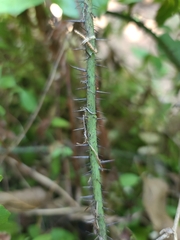 Smilax tamnoides