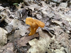 Craterellus ignicolor