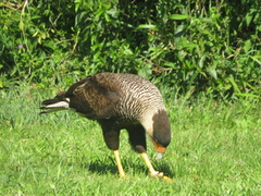 Caracara plancus