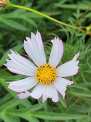 Cosmos parviflorus
