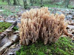 Ramaria stricta