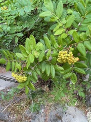 Sorbus sitchensis