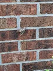 Noctuoidea