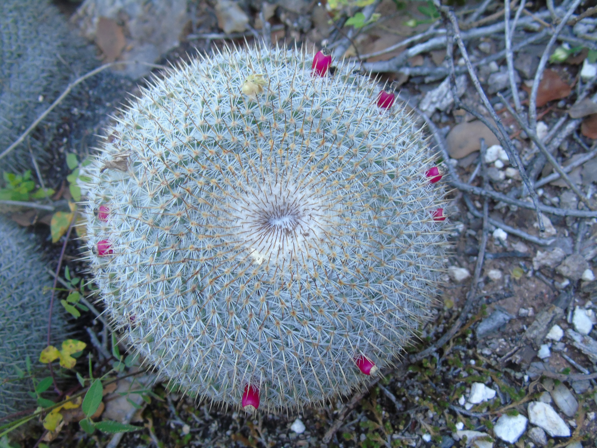 Subspecies Mammillaria haageana conspicua  iNaturalist