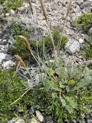 Trisetum spicatum