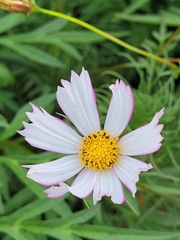 Cosmos parviflorus