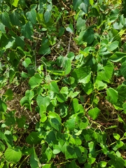 Ampelopsis cordata