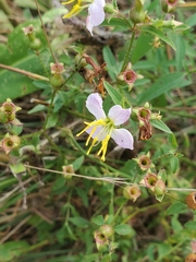 Rhexia mariana